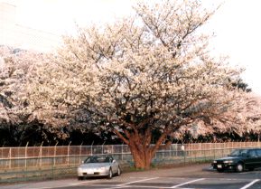 ���̖؂̉���