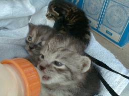 ���̃~���N