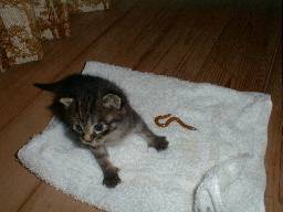 �j�I���E���`�I�u��v�N