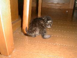 �e�L�̖`��