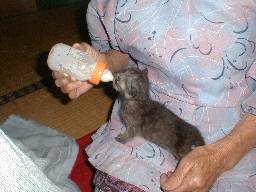 �c�� vs �u��v�N