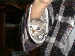 ���ꂪ�z���g�̑��̉��i��