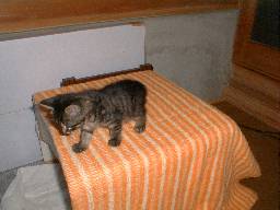 �_���{�[�����̏�ɂāB