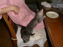 �e�[�u����ɋ����ÁX�H