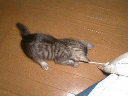 �q���ɃW�������e�L�B