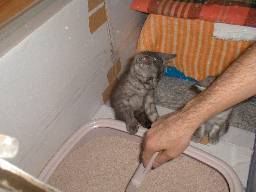 �g�C���|�����w��