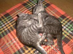 �l�R�L�b�N��