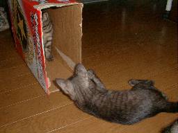 �_���{�[�����ɖ���