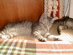 �t�H����񂤂����˒�