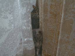 �J�[�e���̉e�ɂāB