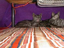 �R�^�c�̒��ɂāB