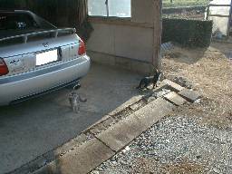 �f���\���ɂāB