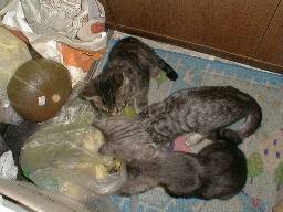 ��؂ɌQ����e�L�B