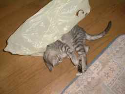 ���h�J���H