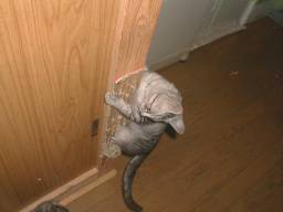 ���o�肷��t�H�����