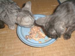 �}�O���ʂ͔��������H