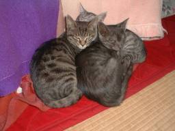 �R�^�c�̑O�B