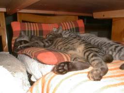 ���C�ɓ���̍��z�c�B