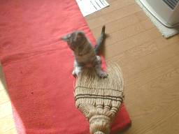 �z�E�L�ɃW������t�H�����B