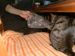 �r�j�[���܎�荇���B