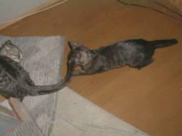 �K���͂��D���H