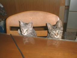 �e�[�u���O�ɂāB