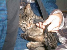 �ǂĂ�̒��̑�N