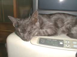 ���������C�ɓ���炵���B