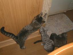 �W�c�ܓu�����B