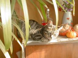 �A���j���C�Ȓ�������u��N�ҁv