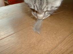 �����̎c�[�i�E�\�j