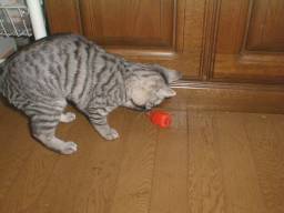 �u�����S�v�ŗV�Ԓt�H�����B