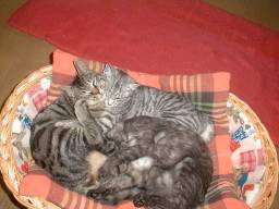 �كJ�S�̒��ɂ݂�����I