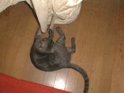 �����������Ă����B