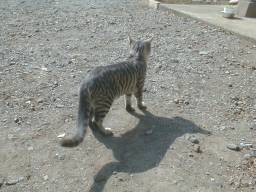 �U������t�H�����B