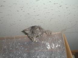 �①�ɂ̏�̏�A�V��̒t�H�����B