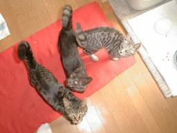 ���グ���ɂ͔L�ʂ��B