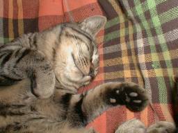 �Q�Ȃ���x���N�B