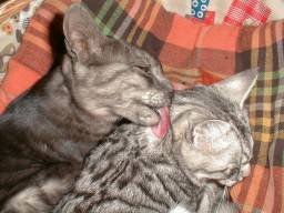 �t�H�������Ȃ߂��Ă����B