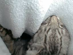 �g���[�i�[�̒��Ŗ���t�H�����B