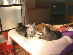 �R�^�c�̏�ɂāB