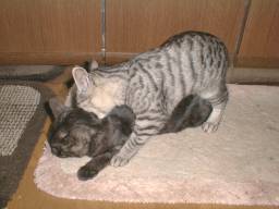 �������A���X���m�łȂ�Ă��B