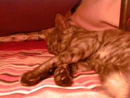 �R�^�c�ŐQ�Ă����Ă����B