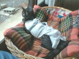 �����ł������Q�B