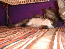 �R�^�c�ŖёU���B