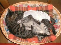 �كJ�S�Ŗ���L�����B