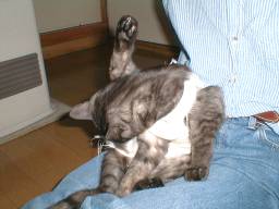 �������r�߂��Ă����B