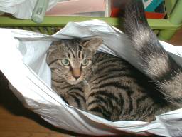 �܂ɂ������N�B