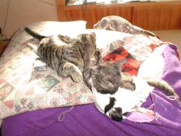 �Ă���� vs ��N�B