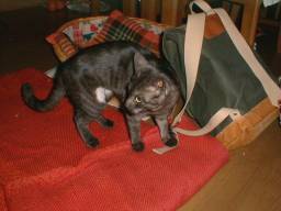 �������ĕ����E�����Ă����B